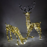 Light up Reindeer Gold Stag & Doe Set
